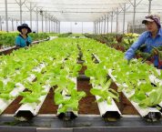 Hợp tác xã là gì? Mô hình tổ chức quản lý của hợp tác xã Hợp tác xã là gì? Mô hình tổ chức quản lý của hợp tác xã