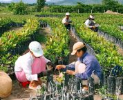 Chấm dứt tư cách thành viên hợp tác xã, hợp tác xã thành viên Chấm dứt tư cách thành viên hợp tác xã, hợp tác xã thành viên