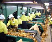 Điều kiện kinh doanh Chế biến nguyên liệu thuốc lá Điều kiện kinh doanh Chế biến nguyên liệu thuốc lá