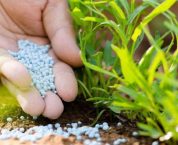 Thủ tục cấp Giấy chứng nhận đủ điều kiện sản xuất, buôn bán phân bón Thủ tục cấp Giấy chứng nhận đủ điều kiện sản xuất, buôn bán phân bón
